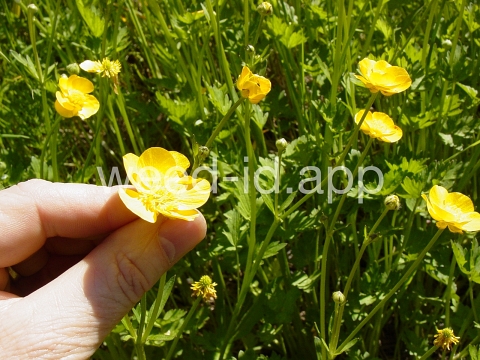 buttercup, creeping